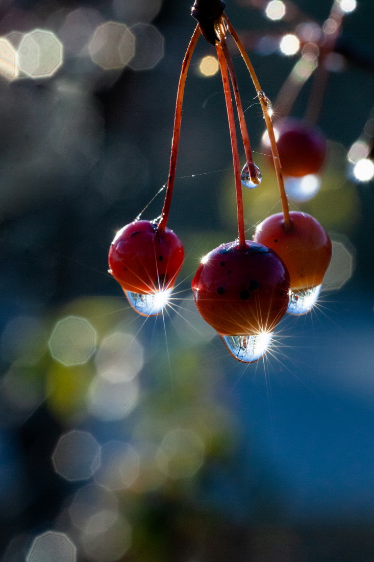 11月1日，在山東省淄博市高青縣，成熟的果實挂著露珠。新華社發（張維堂攝）