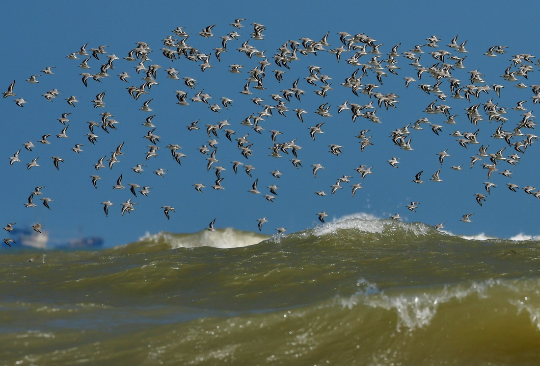 這是在閩江河口濕地拍攝的鳥群（9月29日攝）。