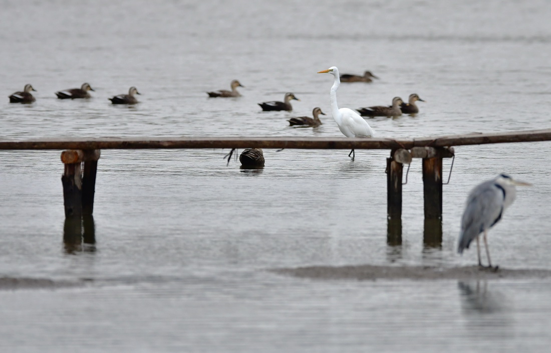 水鳥在閩江河口濕地棲息覓食（11月5日攝）。