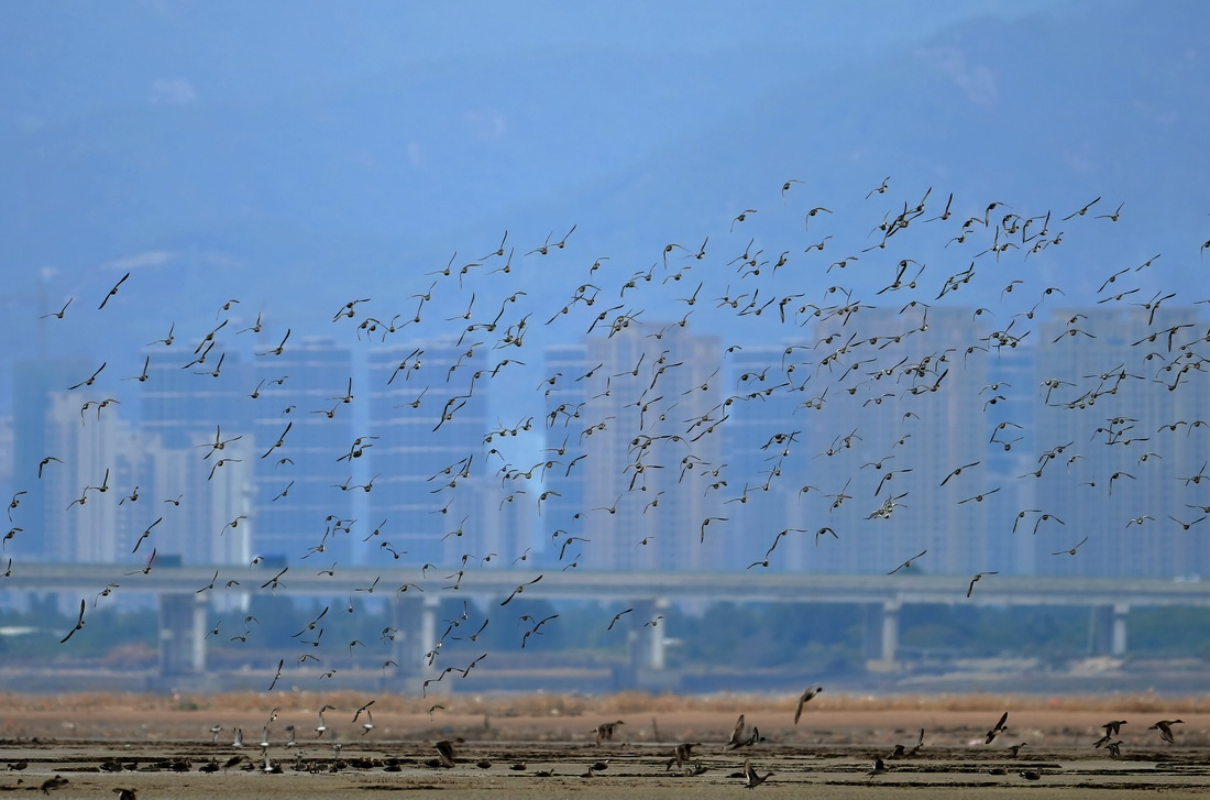 这是在闽江河口湿地拍摄的鸟群（11月5日摄）。