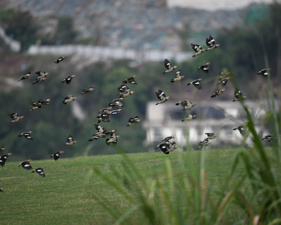 這是高少雄在廣陽島上拍攝的絲光椋鳥（2021年9月9日攝）。新華社發（高少雄 攝）
