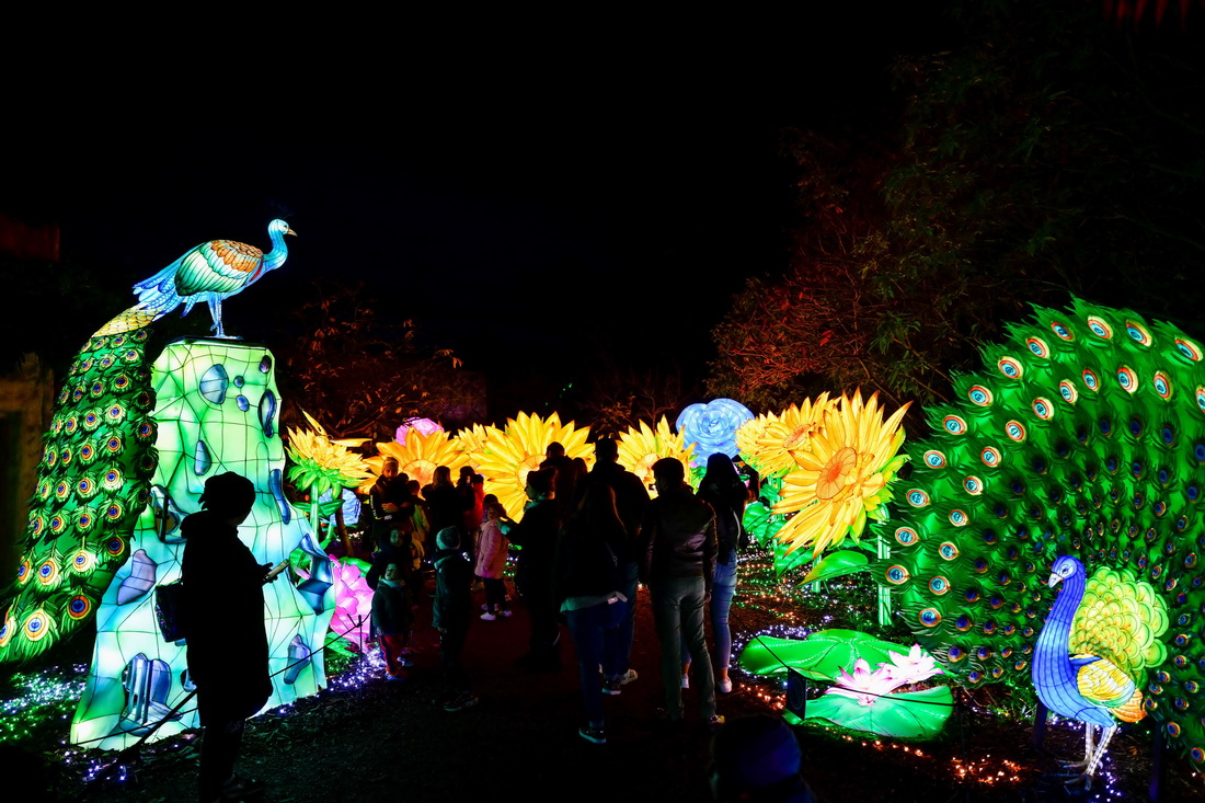 11月5日，游客在法國昂內維爾動物園舉辦的燈展上參觀。