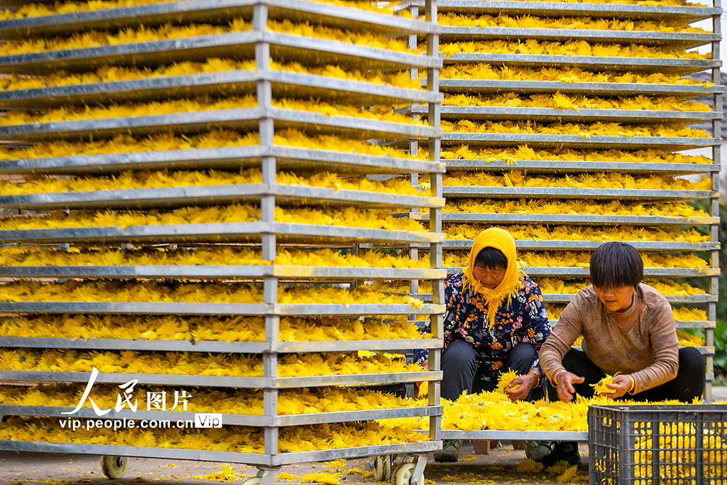 2022年11月9日，村民在江蘇省興化市大營鎮大營村菊花種植加工基地分揀金絲黃菊。