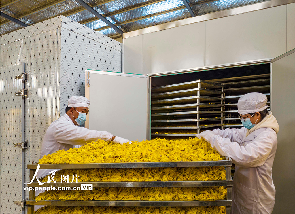 2022年11月9日，村民在江蘇省興化市大營鎮大營村菊花種植加工基地進行金絲黃菊電動烘干作業。