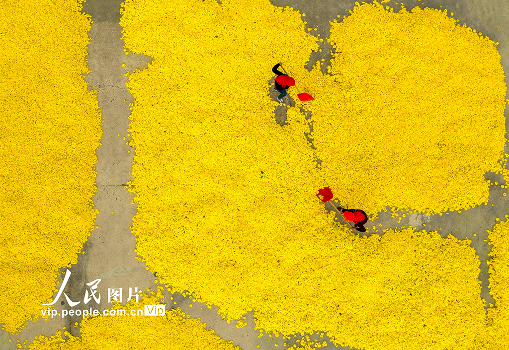 2022年11月9日，村民在江蘇省興化市大營鎮大營村菊花種植加工基地給金絲黃菊散熱。