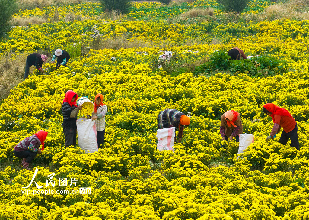 2022年11月9日，村民在江蘇省興化市千垛景區採摘婺源皇菊。