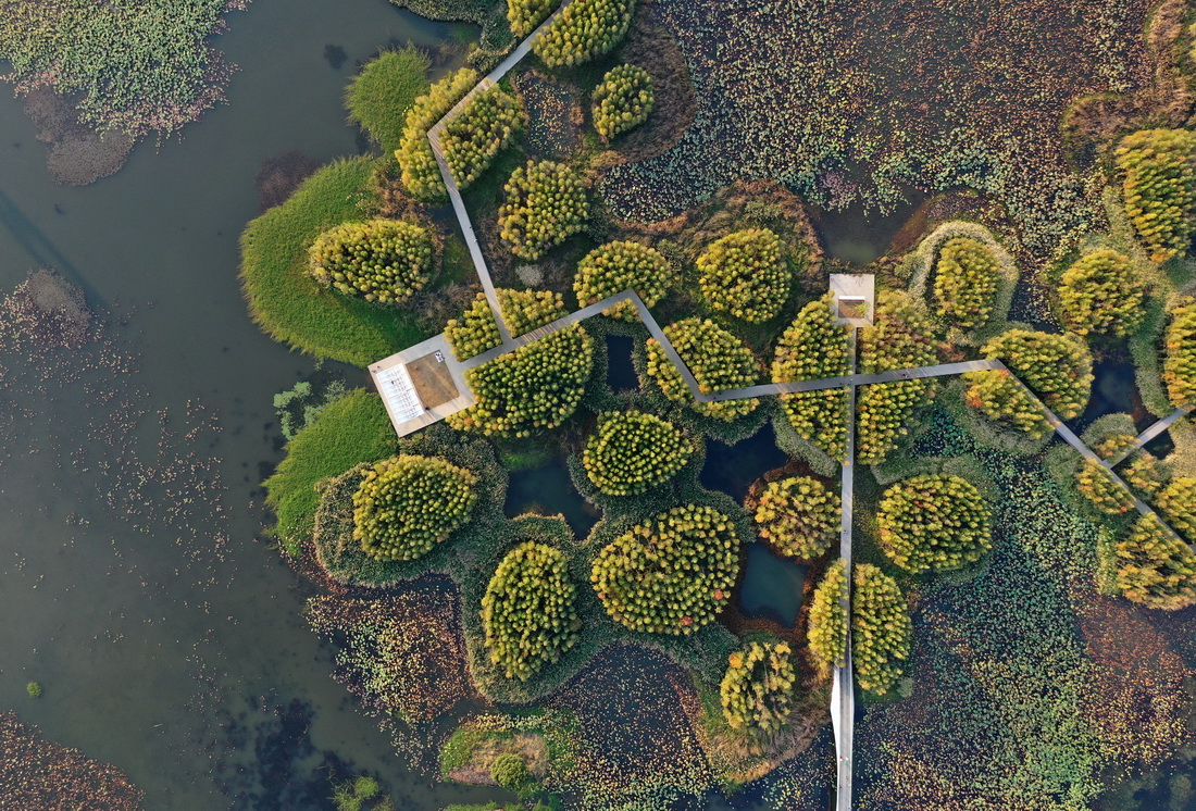 位於南昌市高新區的魚尾洲濕地公園（11月8日攝，無人機照片）。新華社記者 萬象 攝