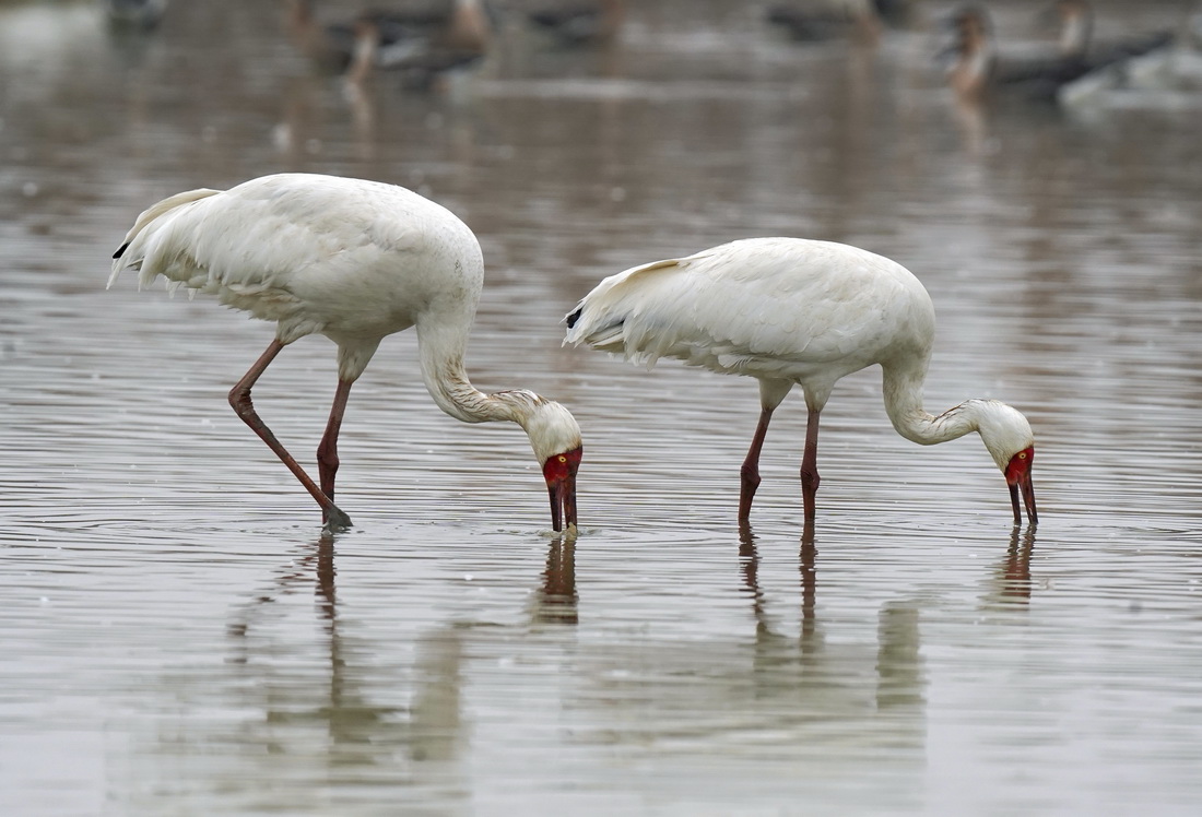 ���ϲ��и��������ǰ׺ױ���С�����׺���ʪ������ʳ��1��12���㣩���»������ ���� ��