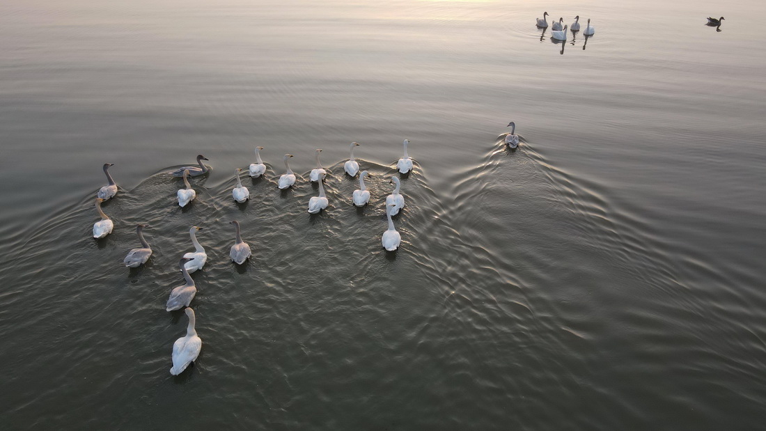 一群候鸟在合肥市肥西县的巢湖湖面停留（无人机照片，2022年11月9日摄）。 新华社记者 张端 摄