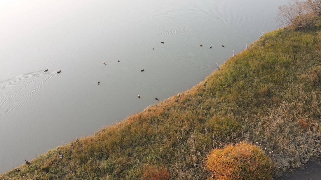 这是2022年11月8日拍摄的合肥市庐阳区董铺水库风景（无人机照片）。 新华社记者 张端 摄