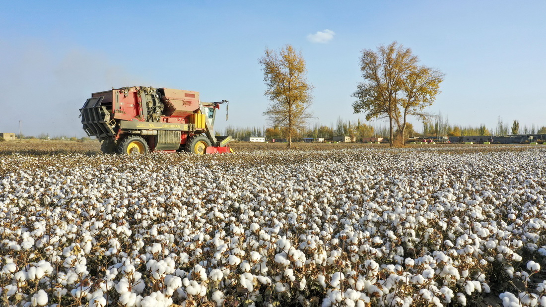 採棉機在新疆沙雅縣海樓鎮的棉田裡採收棉花（11月10日攝）。