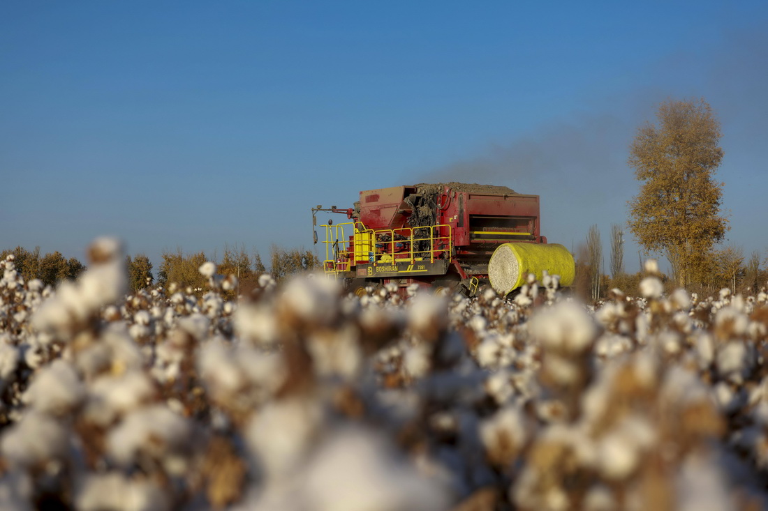 採棉機在新疆沙雅縣海樓鎮的棉田裡採收棉花（11月10日攝）。