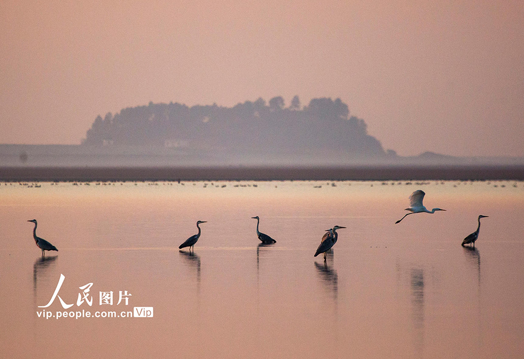 江西九江：鄱陽湖迎來越冬候鳥遷徙高峰