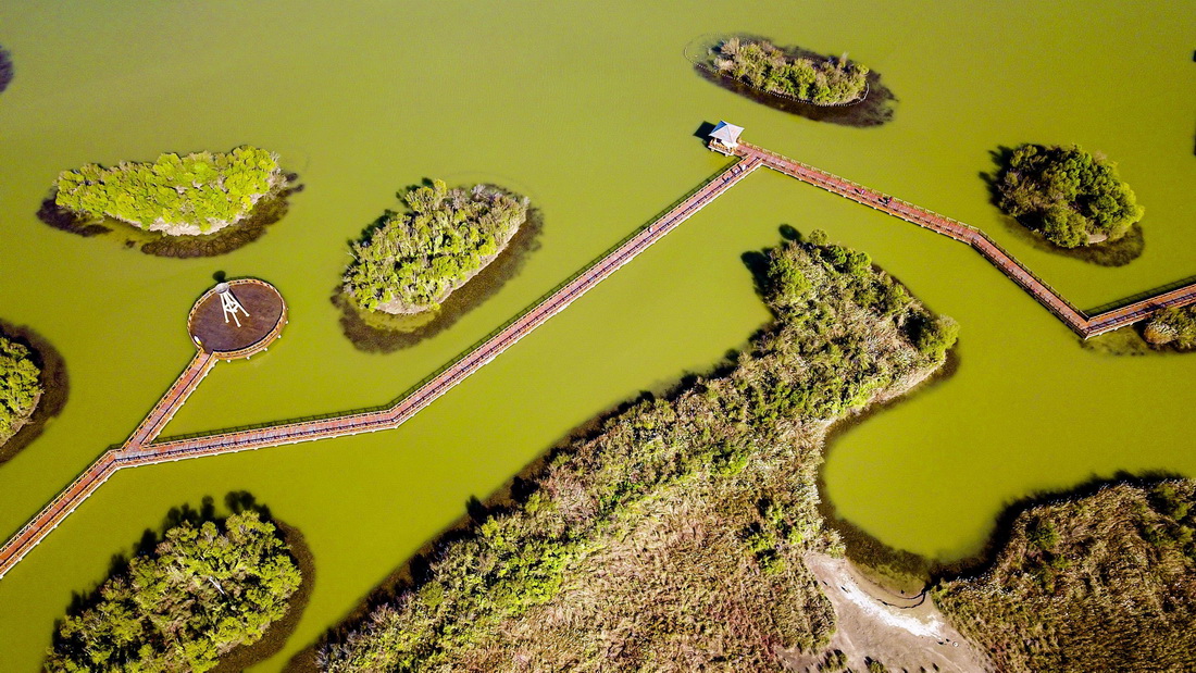 山東黃河三角洲國家級自然保護區景色（10月18日攝，無人機照片）。 新華社記者 郭緒雷 攝