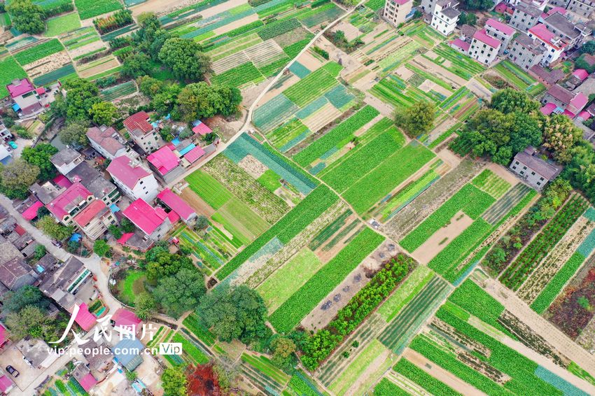 2022年11月14日，在江西省吉安市泰和縣澄江鎮蔬菜種植基地，條塊狀的菜地與紅瓦農房相映成趣，構成一幅美不勝收的田園風景畫。