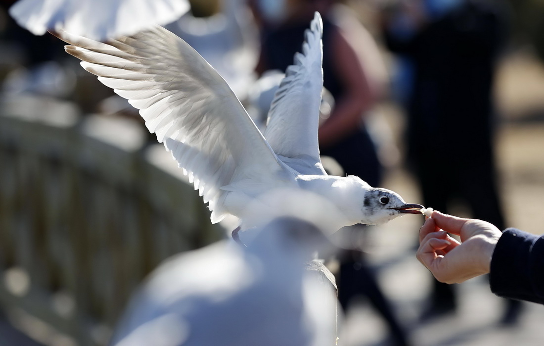 2020年3月14日，市民在寧夏銀川市海寶公園喂食紅嘴鷗。 新華社記者 王鵬 攝