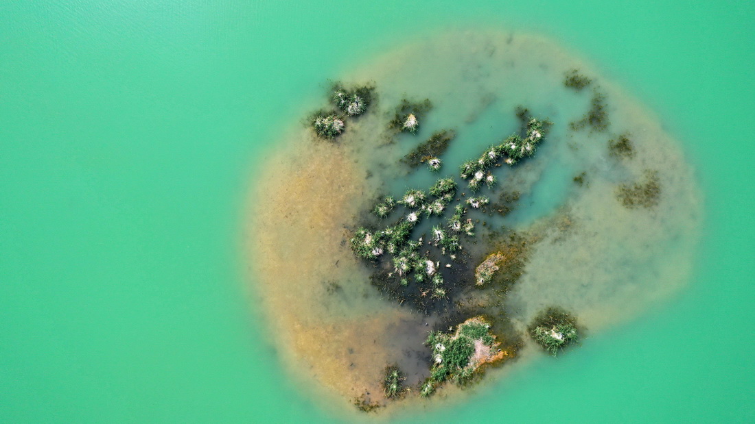 寧夏銀川市犀牛湖，候鳥在此安家（2021年6月8日攝，無人機照片）。 新華社記者 王鵬 攝