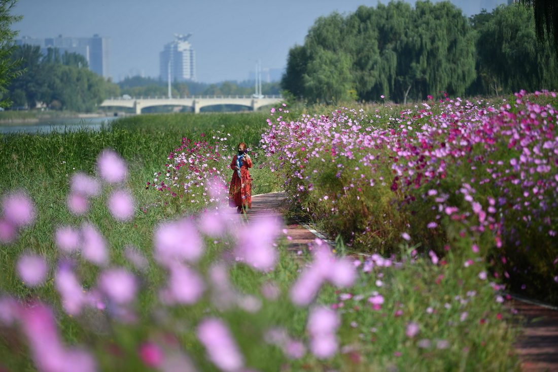 市民在寧夏銀川市典農河畔散步（2022年9月13日攝）。 新華社記者 王鵬 攝