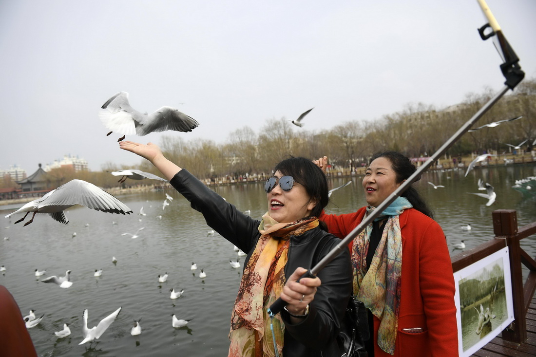 市民在寧夏銀川市燕鴿湖觀賞、喂食紅嘴鷗（2017年3月20日攝）。 新華社記者 王鵬 攝
