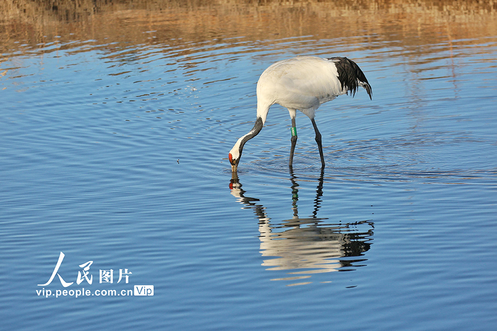 ������Ҵ���뵤��������롾12��