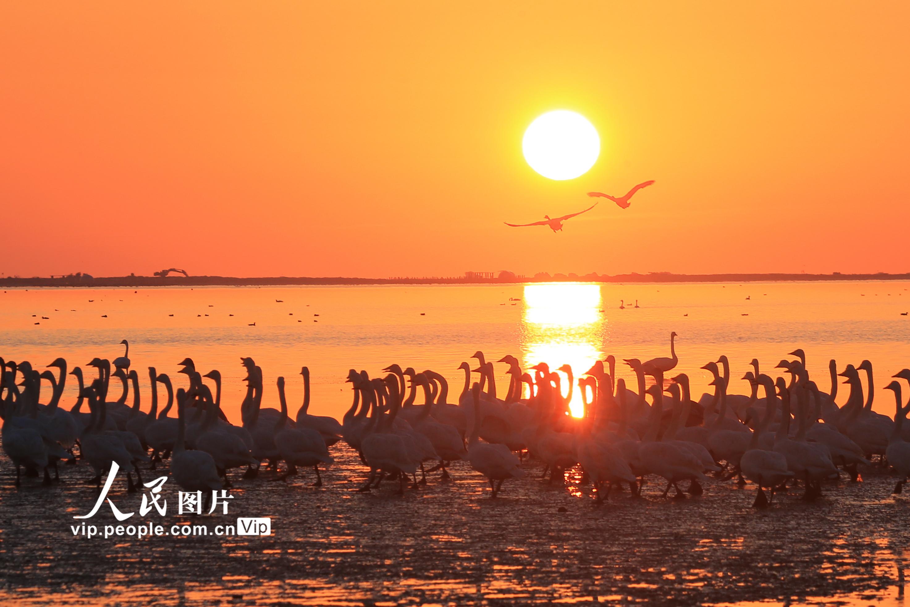 2022年11月17日清晨，在山东荣成天鹅湖，成群大天鹅迎着日出或漫步觅食、或展翅翱翔。