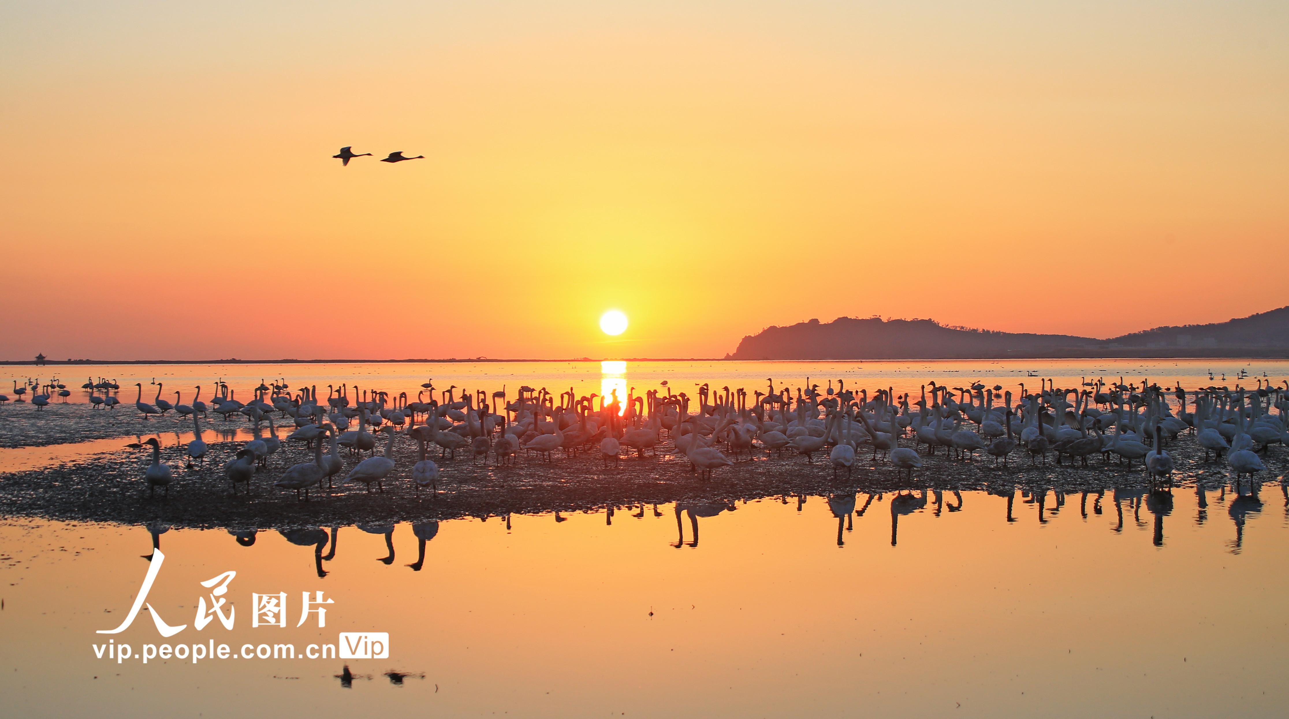 2022年11月17日清晨，在山东荣成天鹅湖，成群大天鹅迎着日出或漫步觅食、或展翅翱翔。