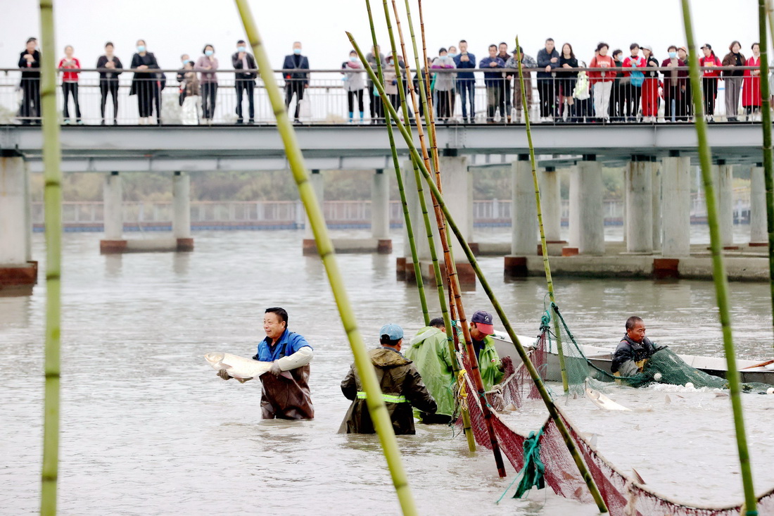 11月19日，下渚湖漁民在拉網捕魚。