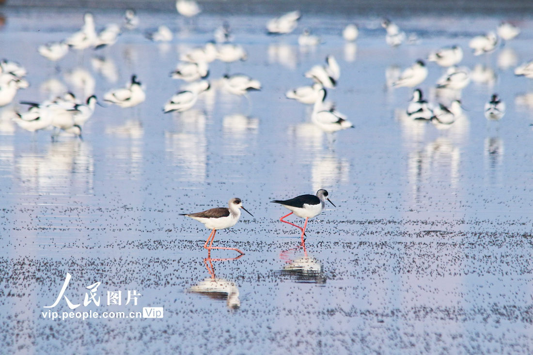 2022��11��19�գ�2ֻ����������ɽ��ʡ�˳��е��κ�������Ϸ�ҡ���ʳ��