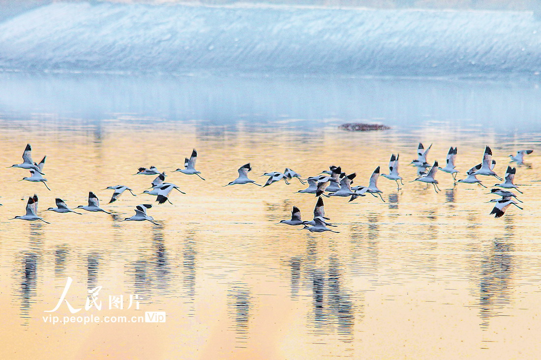 2022年11月19日，一群反嘴鷸正在山西省運城市的鹽湖景區裡戲嬉、覓食、飛舞。