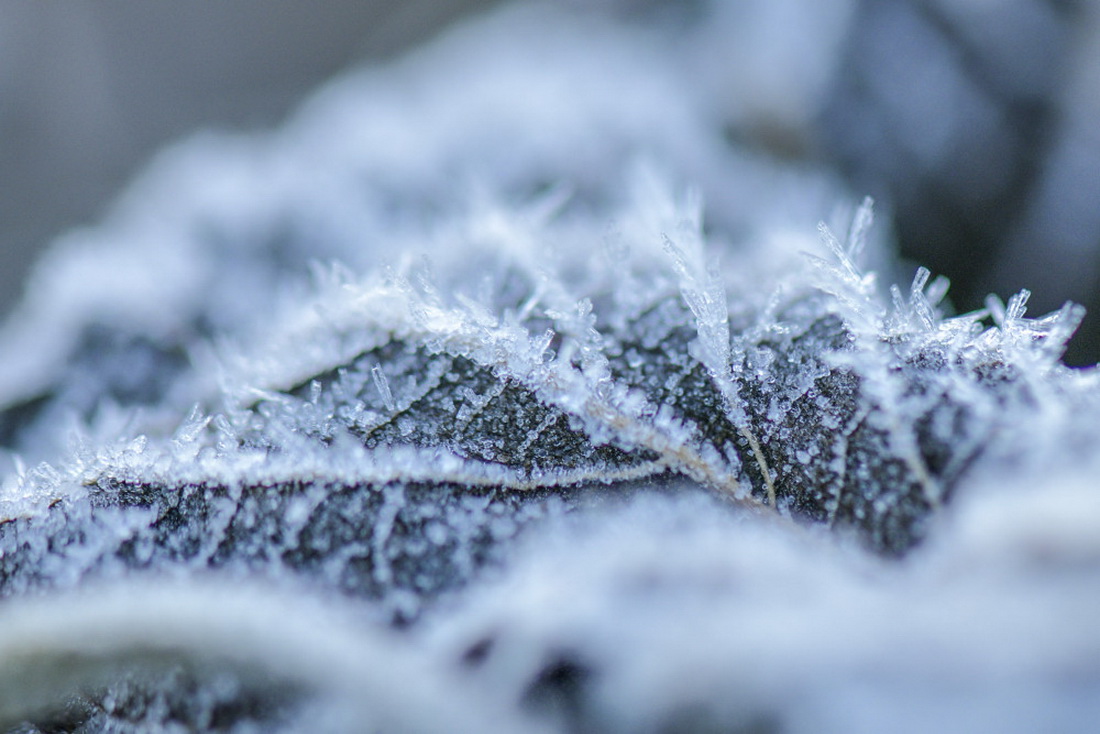 11月15日，在天津市薊州區，植物結上了冰霜。新華社發（王金一攝）
