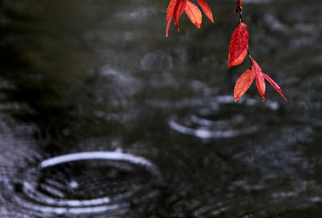 11月17日，在江蘇省蘇州拙政園，紅葉上挂著雨珠。新華社發（杭興微攝）