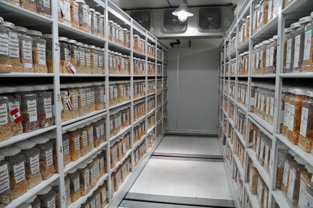 这是11月7日在墨西哥特斯科科郊外国际玉米小麦改良中心拍摄的“种质银行”内部。在国际玉米小麦改良中心内有一座“种质银行”，在两扇厚重的隔温门后，冷库里储存着超过15万种小麦种质、超过2.8万种玉米种质资源。