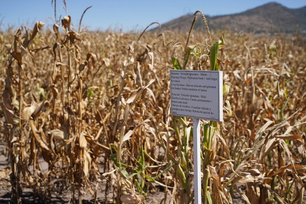 这是11月7日在墨西哥特斯科科郊外国际玉米小麦改良中心拍摄的试验田。