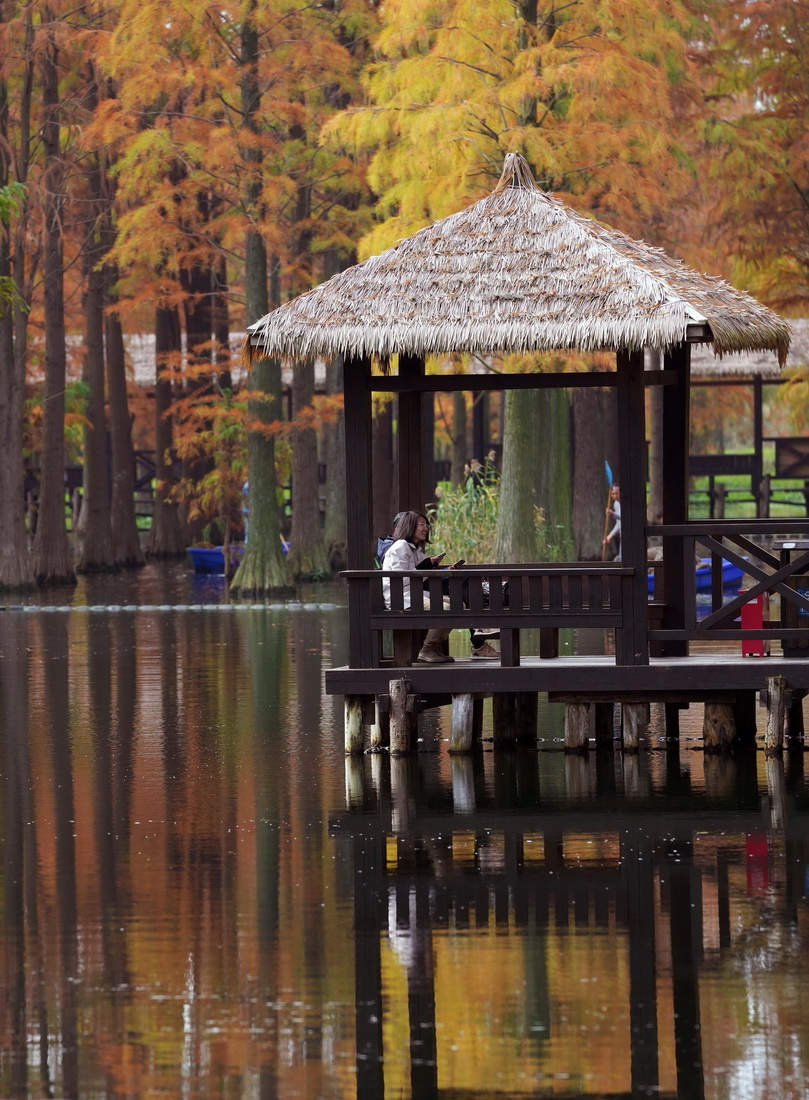 11月25日，游人在青西郊野公园“水上森林”游览。