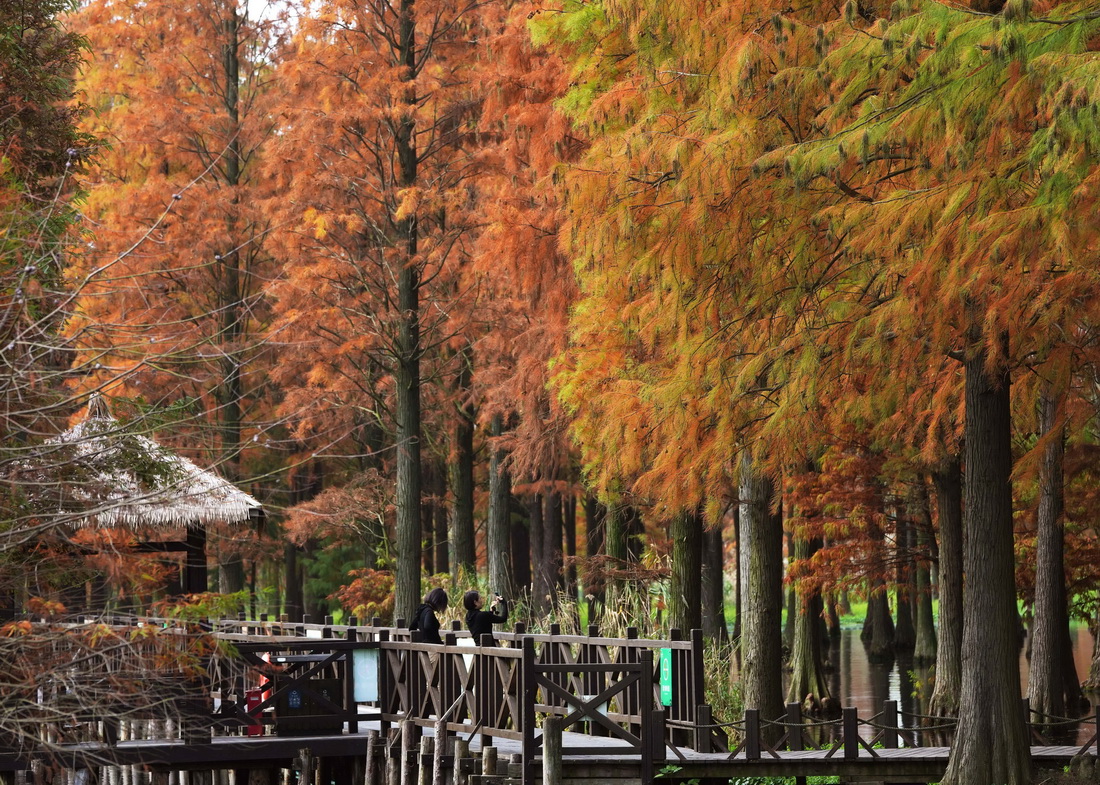 11月25日，游人在青西郊野公园“水上森林”游览。