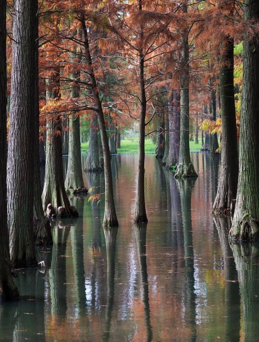 这是11月25日拍摄的青西郊野公园“水上森林”。