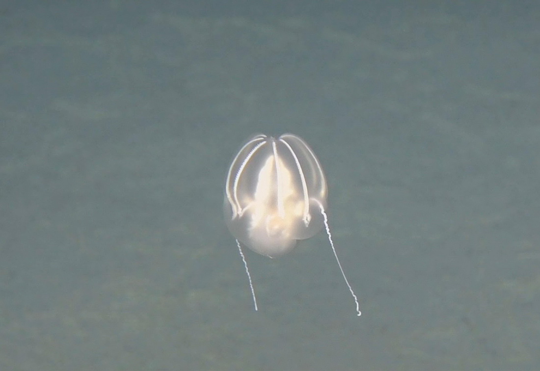 這是11月14日“奮斗者”號在深海拍攝的海洋生物。新華社發