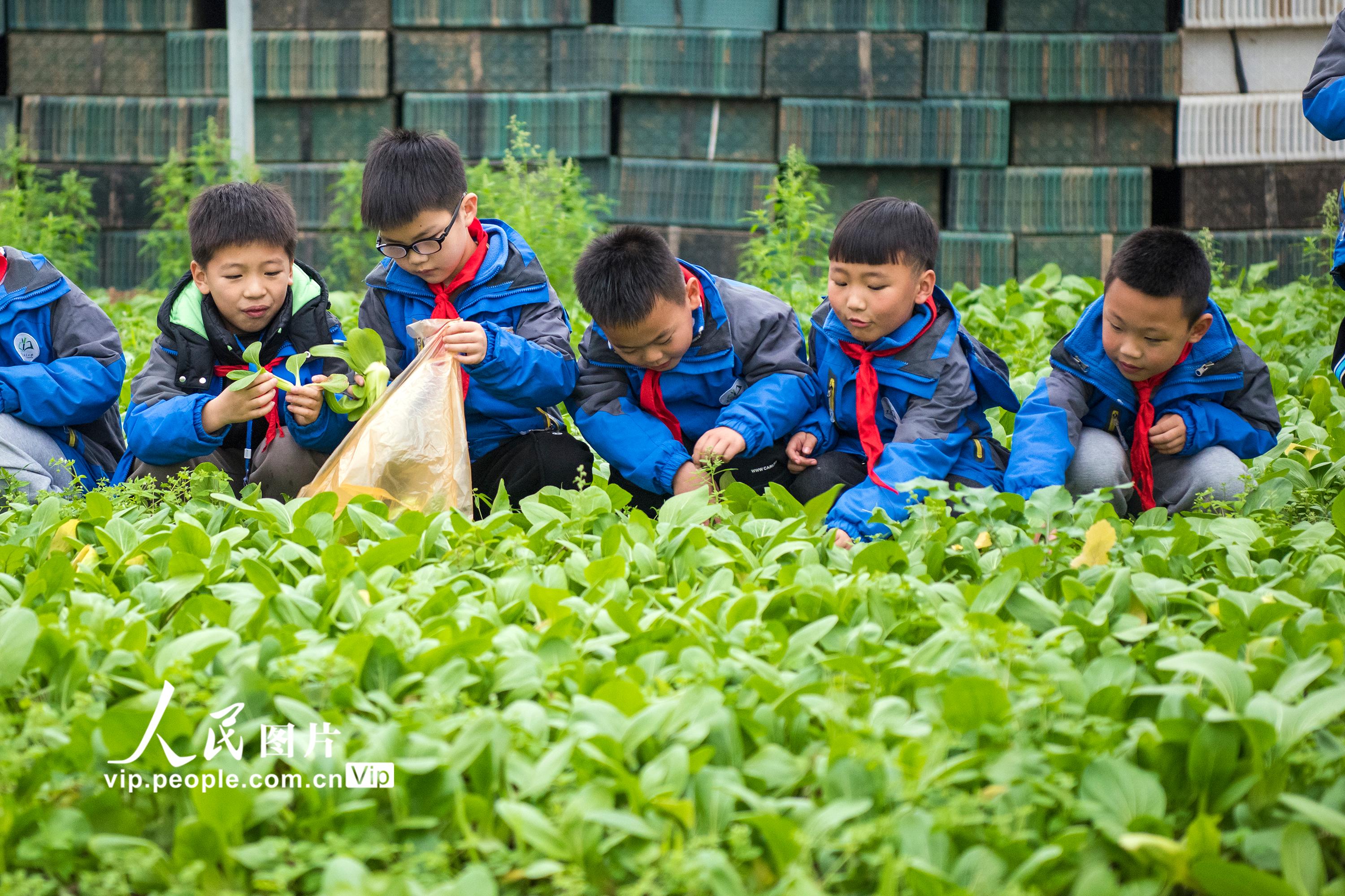 安徽省芜湖市繁昌区峨山镇沈弄村金佰园蔬菜基地里，城东小学的学生正在学习采摘青菜。