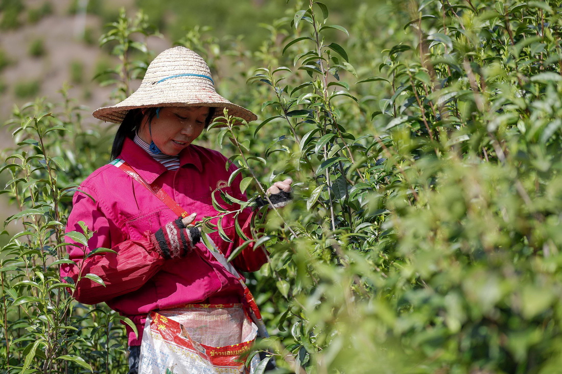 3月28日，茶农在祁门县一处生态茶园里采摘祁门红茶鲜叶。新华社发（施亚磊 摄）