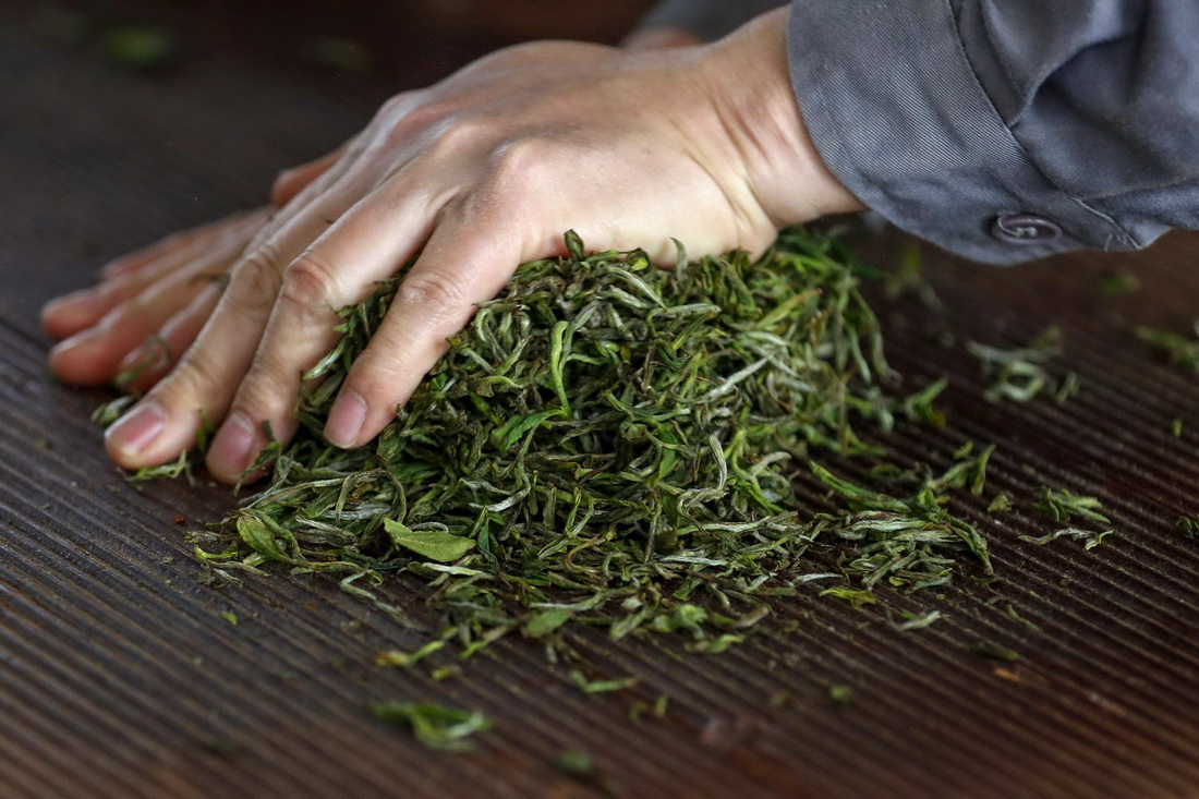 3月28日，祁门红茶发展有限公司工人在揉捻萎凋后的茶叶。新华社发（施亚磊 摄）