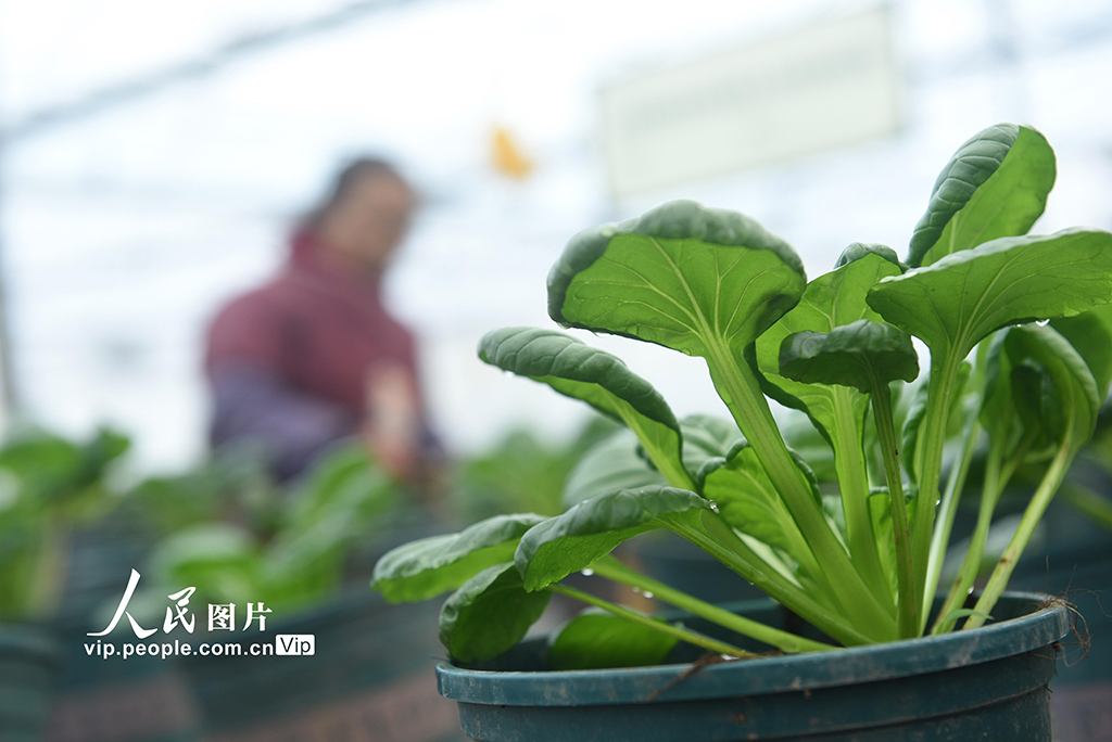 四川內江：“蔬菜工廠”管護忙