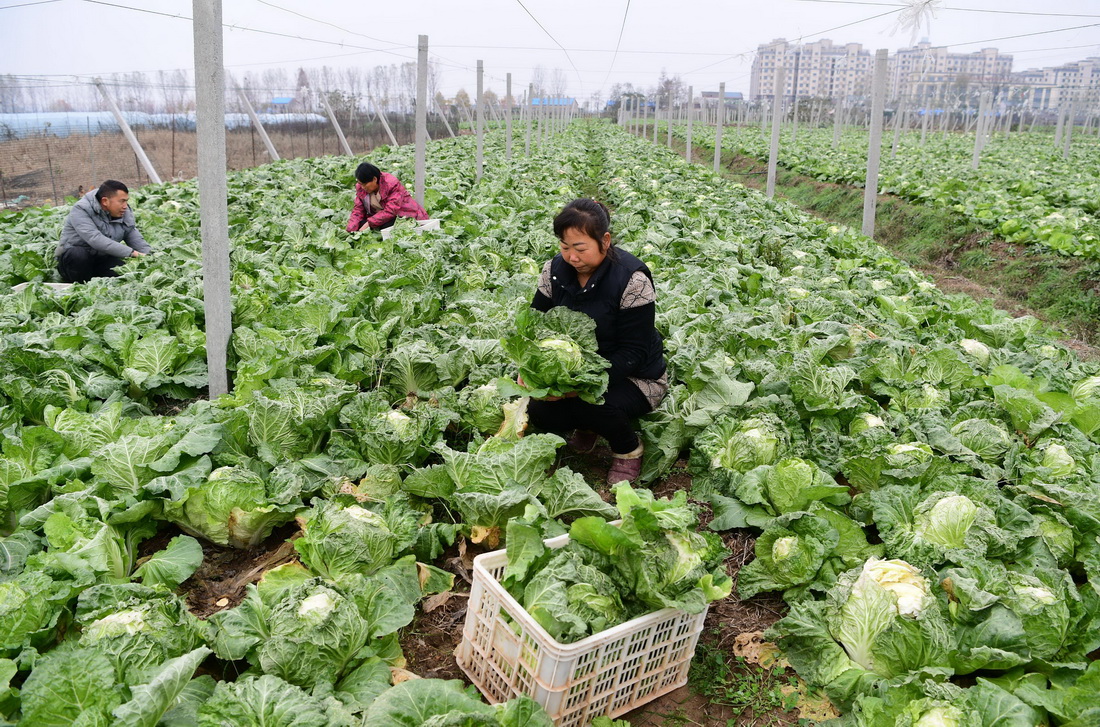 12月3日，合肥市肥西縣高店鎮五四社區一家合作社的菜農在採收蔬菜。 新華社發（徐勇 攝）