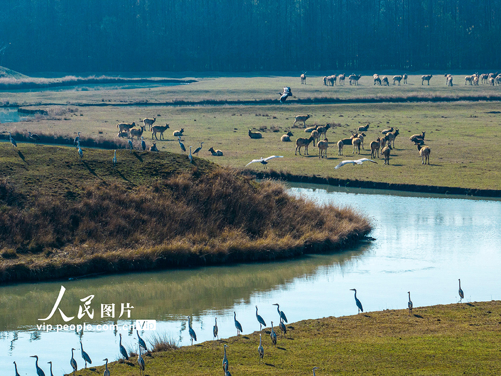 江蘇泰州：生態濕地 和諧共生【2】