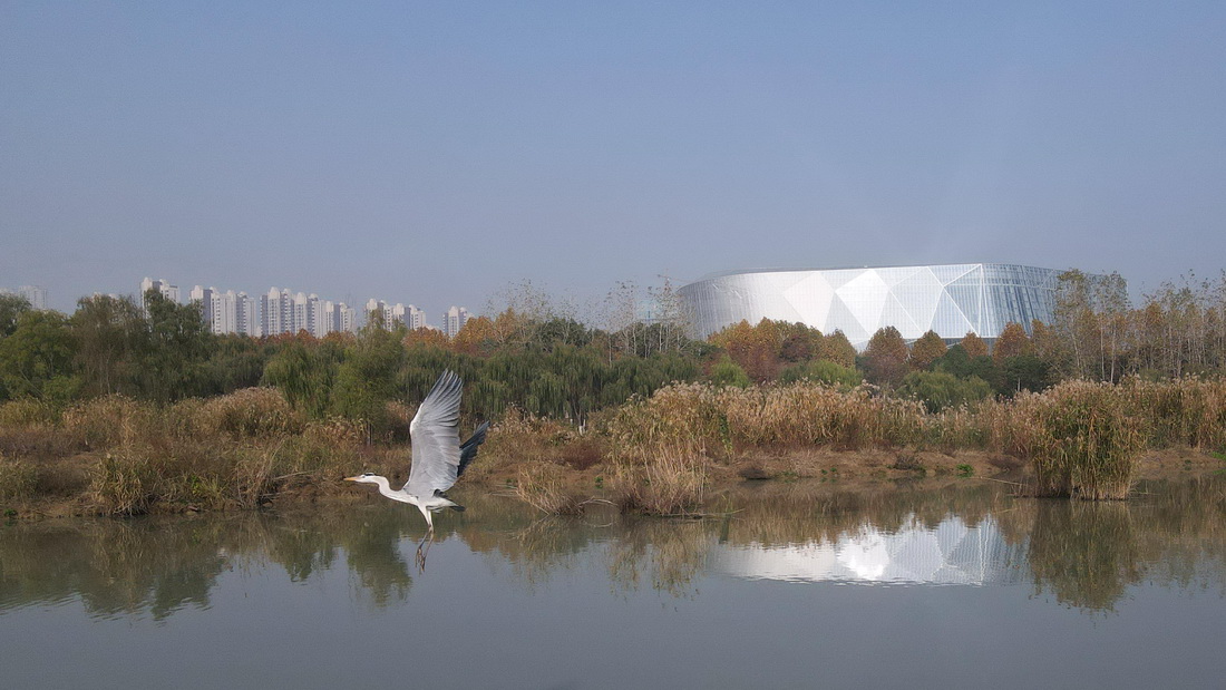 11月24日，一只鸟在合肥市巢湖湖滨湿地飞翔（无人机照片）。