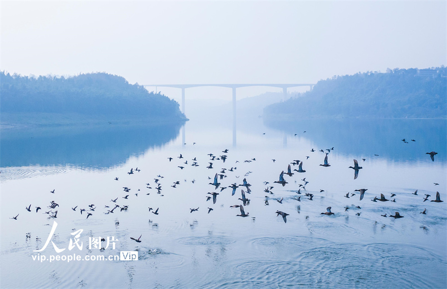 12月23日，成群野鸭在四川省广安市广安区石笋镇渠江上展翅飞翔。