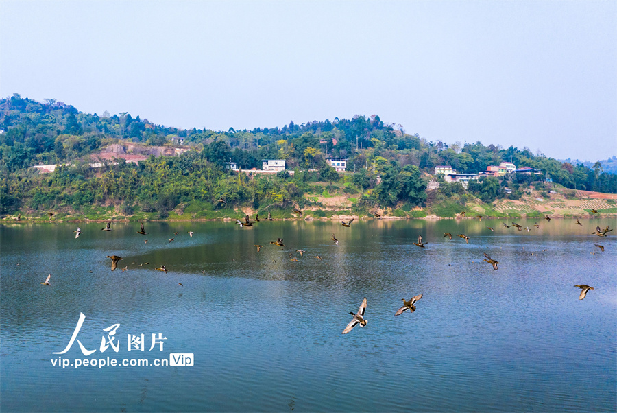 12月23日，成群野鸭在四川省广安市广安区石笋镇渠江上展翅飞翔。