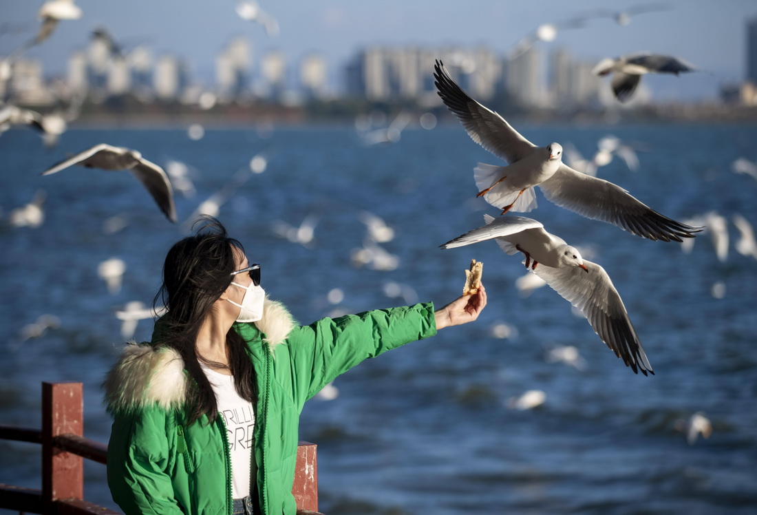 12月23日，一名游客在昆明滇池海埂公园里喂红嘴鸥。