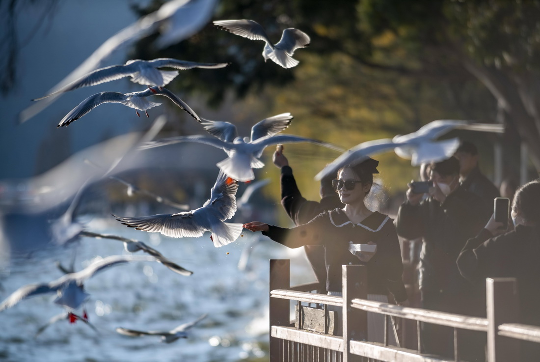 12月23日，游客在昆明滇池海埂公園裡喂紅嘴鷗。