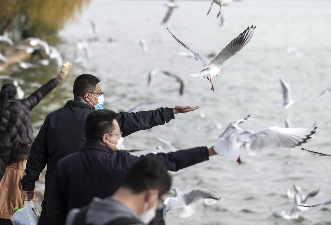 12月24日，游客在昆明滇池海埂公園裡喂紅嘴鷗。
