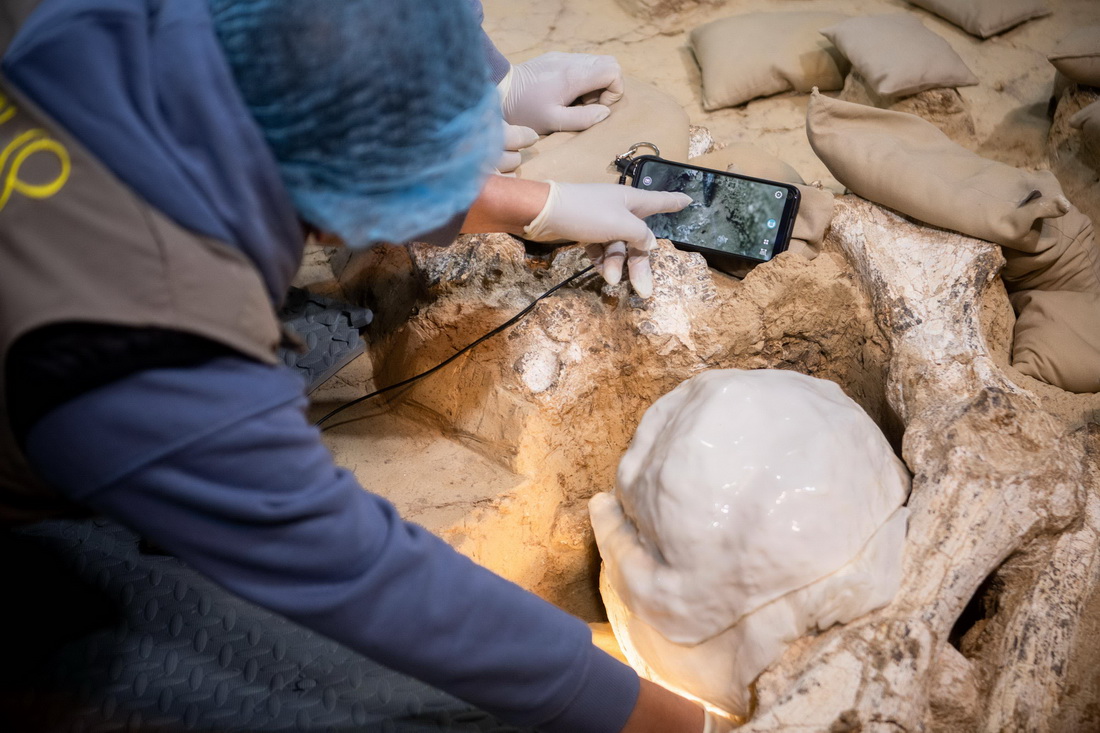 12月3日，考古隊員在提取頭骨化石。新華社記者 伍志尊 攝